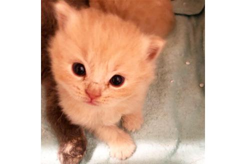 成約済の大阪府のセルカークレックス-7254の3枚目